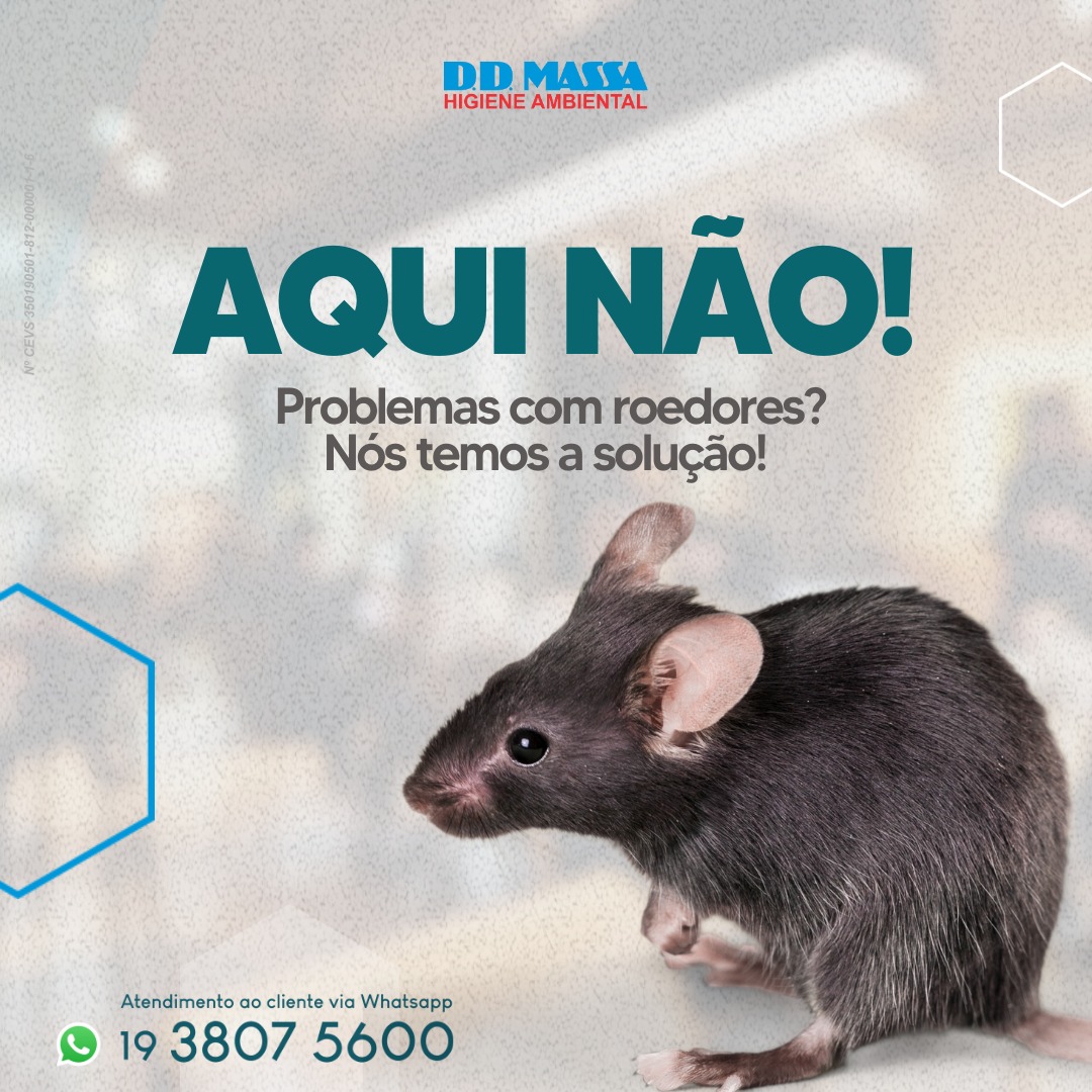 DD Massa News