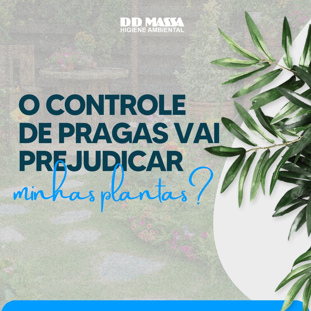 DD Massa News